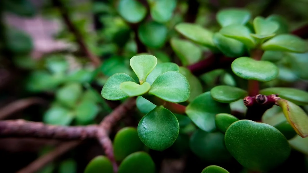 Jade Plant plant growing in terracotta pot at home — jade plant benefits