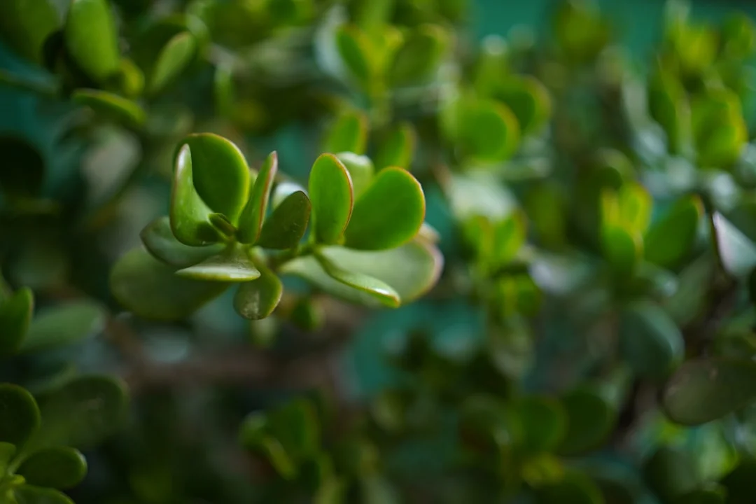 Jade Plant plant growing in terracotta pot at home — jade plant benefits