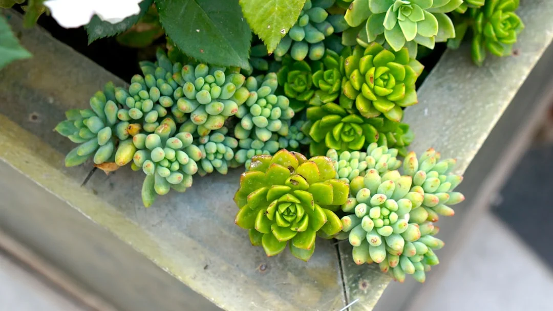 Jade Plant plant growing in terracotta pot at home — jade plant benefits