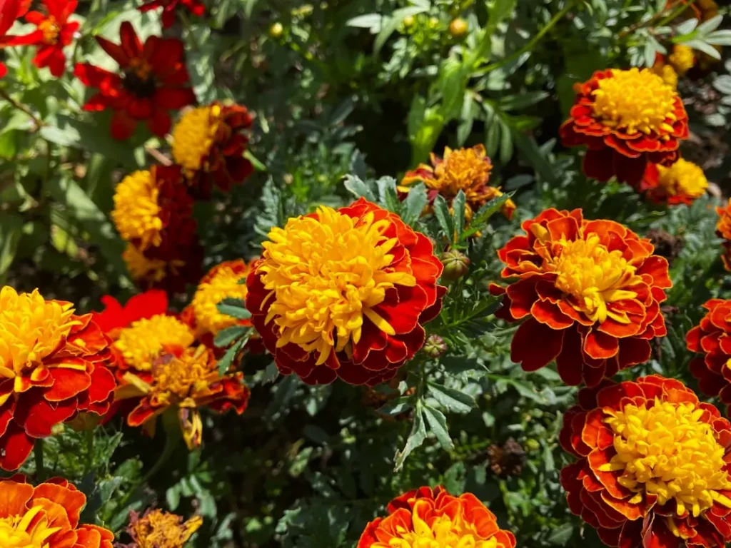 Marigold plant growing in terracotta pot at home