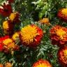 Marigold plant growing in terracotta pot at home