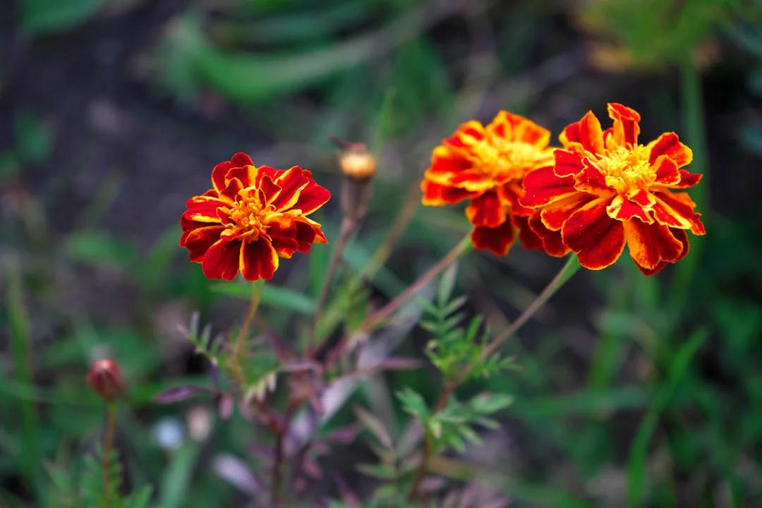 Marigold plant growing in terracotta pot at home