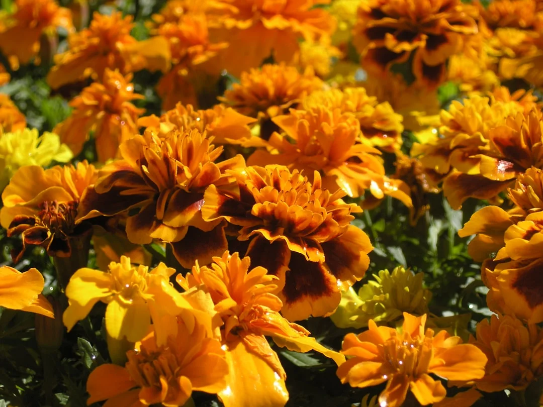 Marigold plant growing in terracotta pot at home