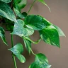 Money Plant Care in Water: Complete Indian Guide 2026