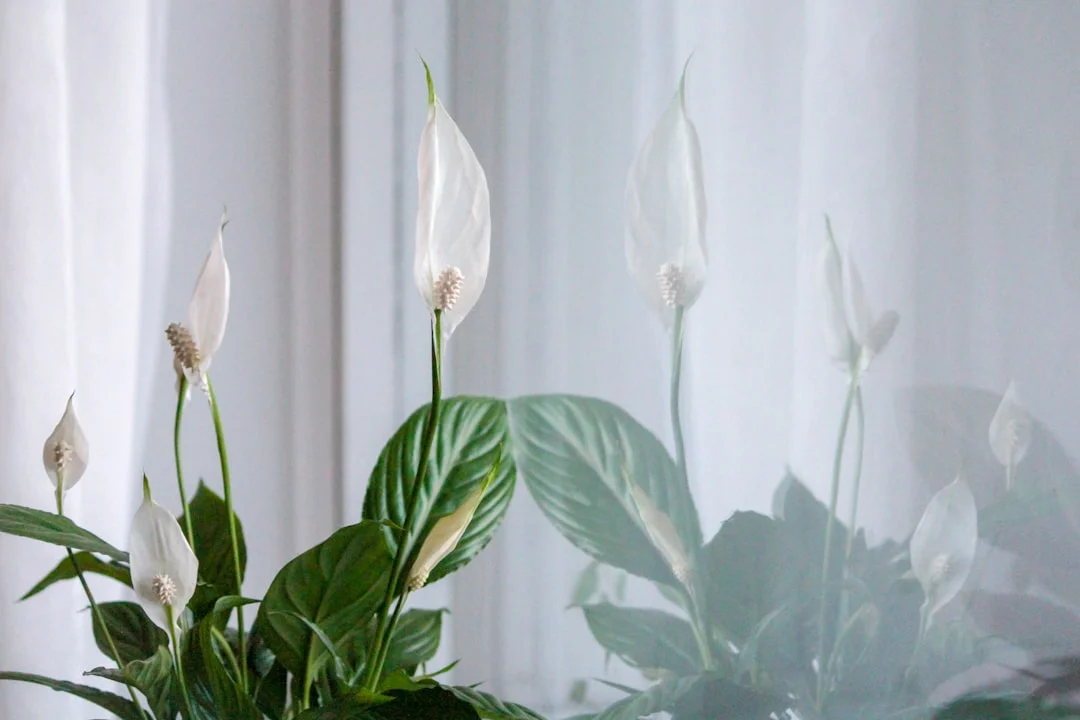 Peace Lily plant growing in terracotta pot at home — peace lily plant care