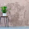 Peace Lily plant growing in terracotta pot at home