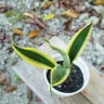 Snake Plant plant growing in terracotta pot at home