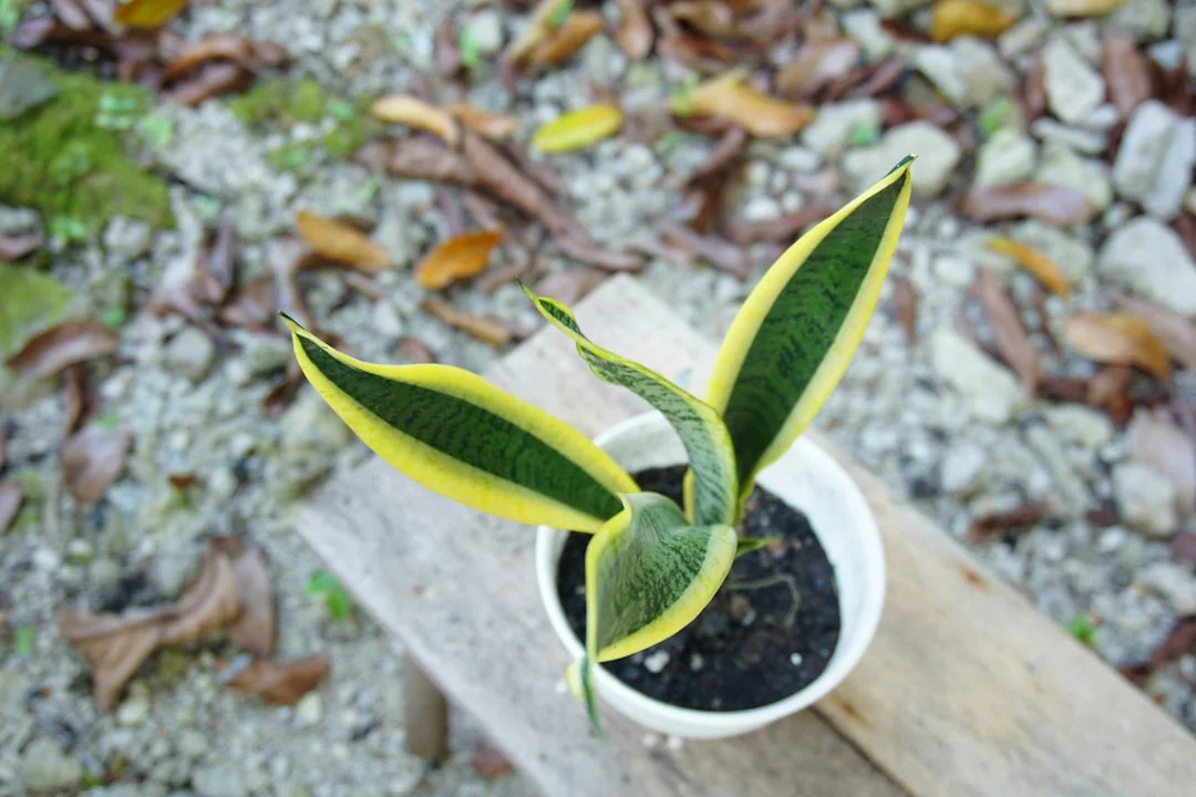 Snake Plant plant growing in terracotta pot at home