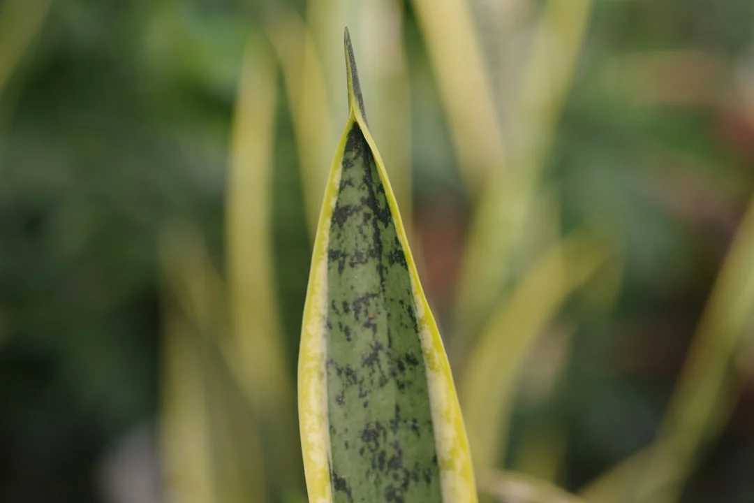 Snake Plant plant growing in terracotta pot at home — snake plant benefits
