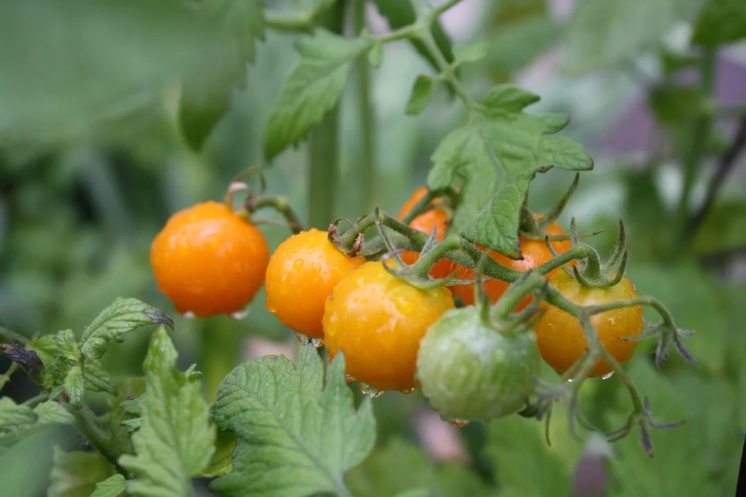Tomato plant growing in terracotta pot at home