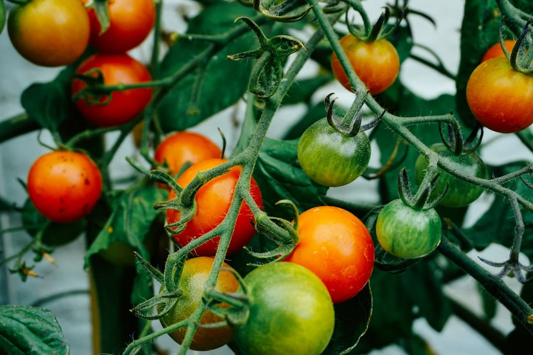 Tomato plant growing in terracotta pot at home