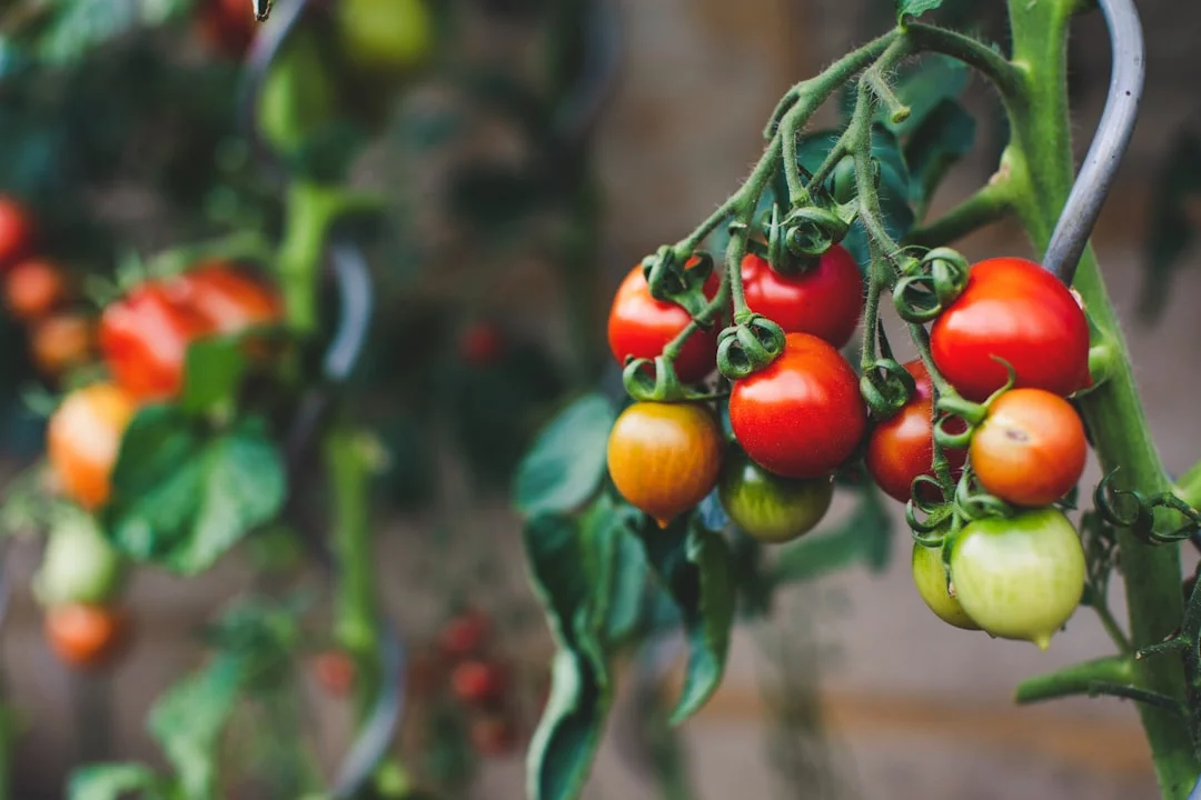 Tomato plant growing in terracotta pot at home