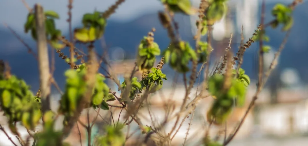 Tulsi plant growing in terracotta pot at home — tulsi plant benefits