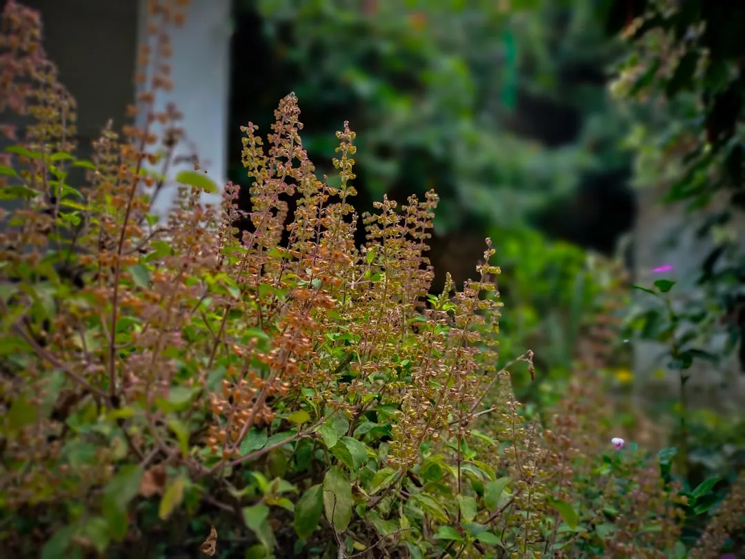 Tulsi plant growing in terracotta pot at home — tulsi plant benefits