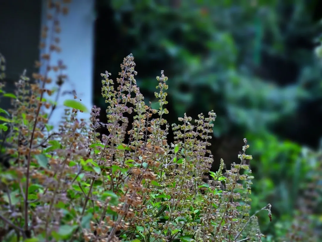 Tulsi plant photo 3