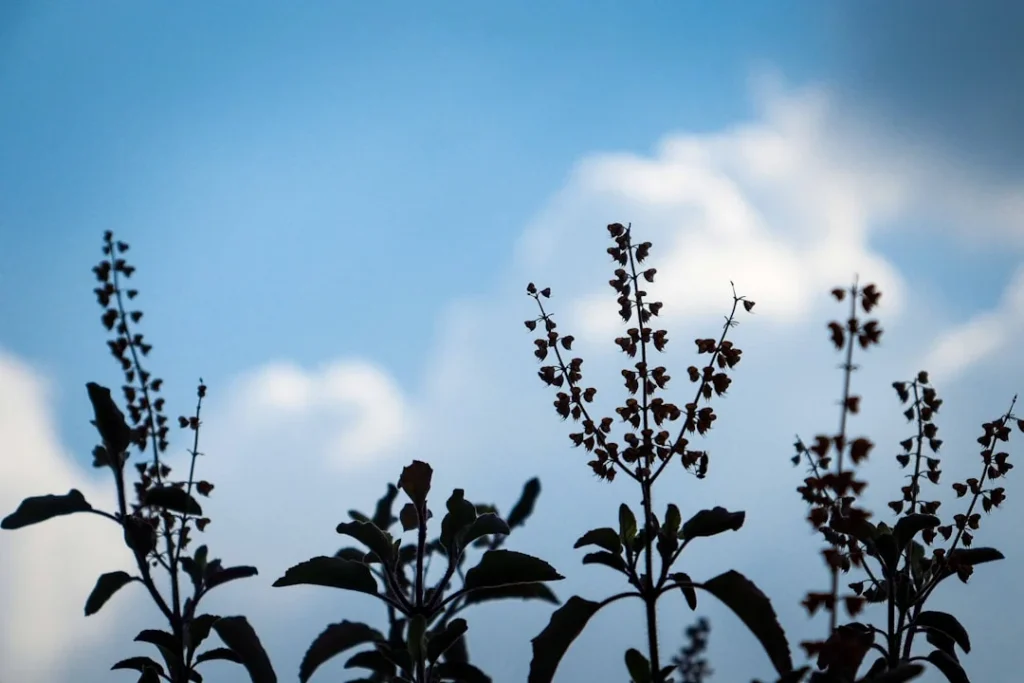 Tulsi plant growing in terracotta pot at home