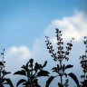 Tulsi plant growing in terracotta pot at home