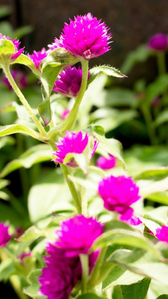 Portulaca Benefits: Complete Visual Guide