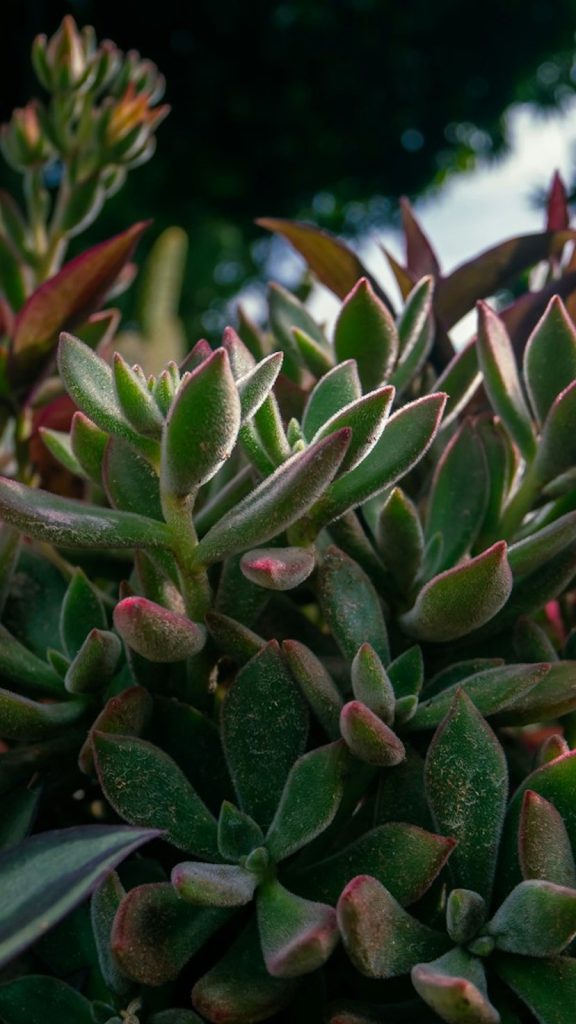 Hens and Chicks Succulent Care: Complete Growing Guide Care Tips: Complete Visual Guide
