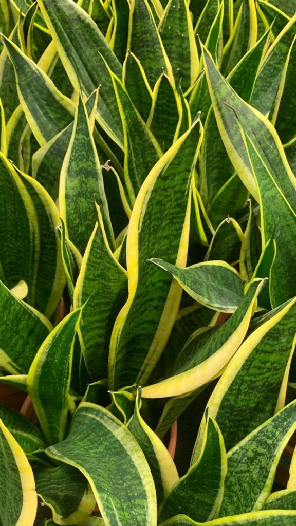 Snake Plant Care Tips: Complete Visual Guide