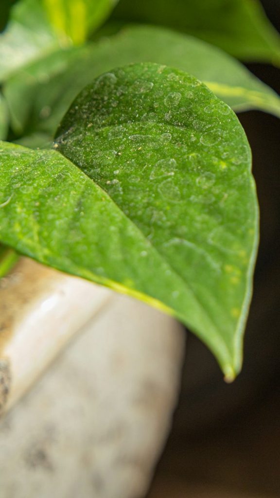 Money Plant Yellow Leaves Causes: Monsoon Fix Guide How to Grow: Complete Visual Guide