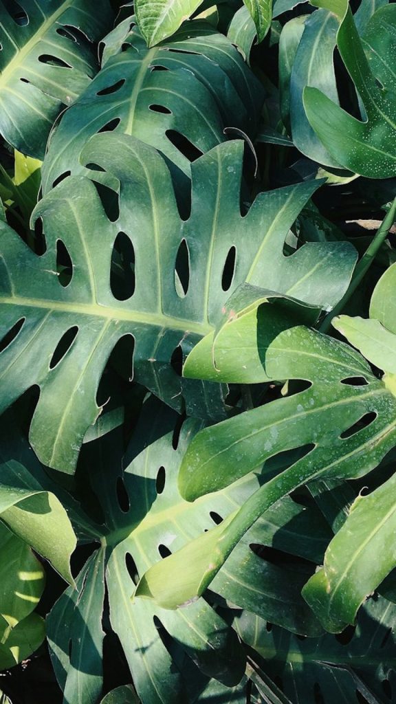 Philodendron Amazing Facts: Complete Visual Guide