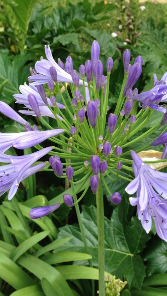 Agapanthus (Flower) Care Tips: Complete Visual Guide