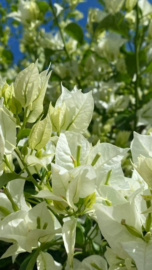Bougainvillea Uses: Complete Visual Guide