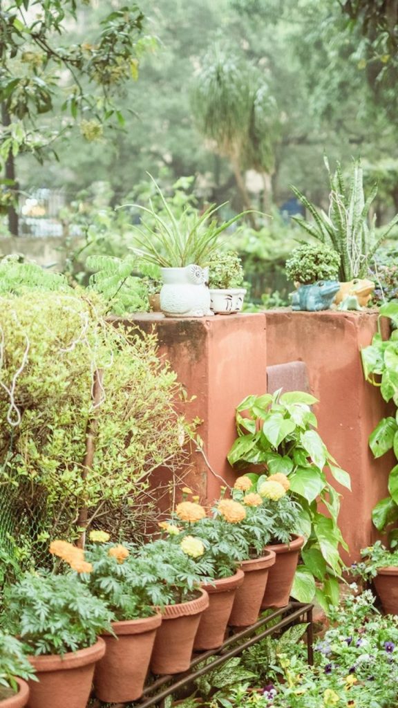 Winter Plant Care India Benefits: Complete Visual Guide