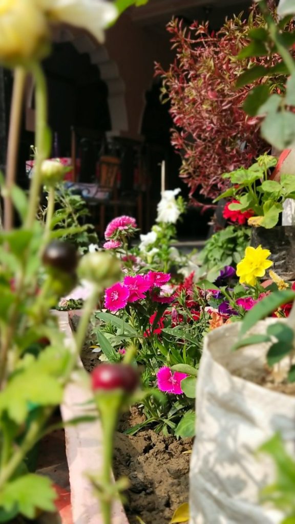 Grow Bag Gardening India How to Grow: Complete Visual Guide