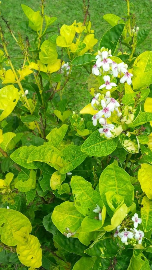 Kadipatta Shrub Benefits: Complete Visual Guide