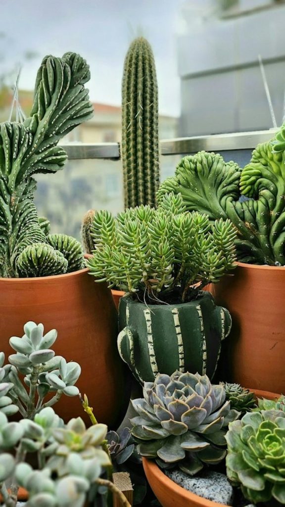 Jelly Bean Succulent Care: Complete Growing Guide Care Tips: Complete Visual Guide
