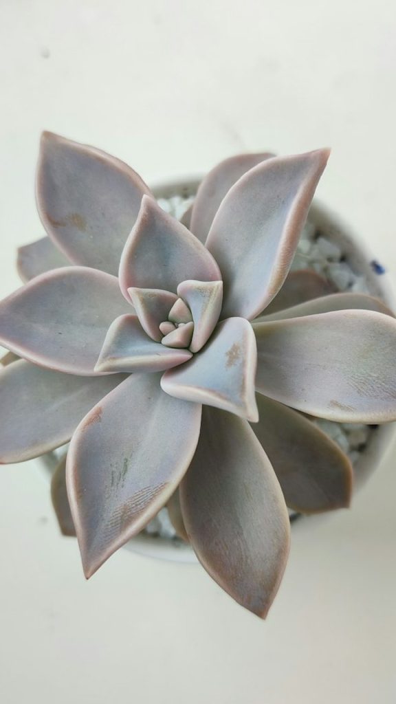How to Care for Succulents Indoors: Complete Guide How to Grow: Complete Visual Guide
