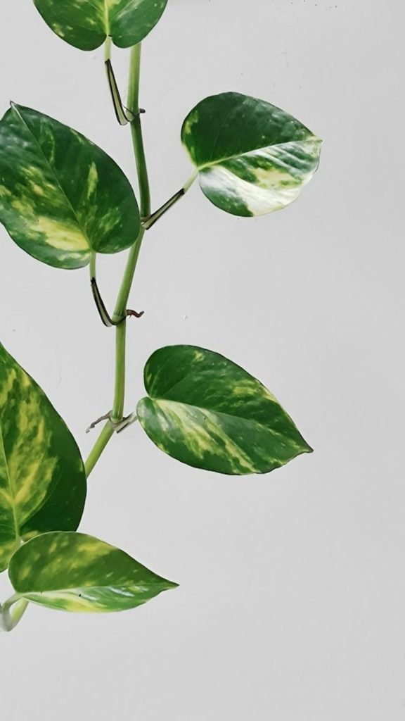 Pothos Care Tips: Complete Visual Guide