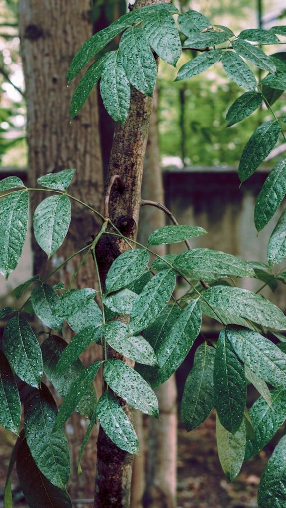 Arjun Tree How to Grow: Complete Visual Guide