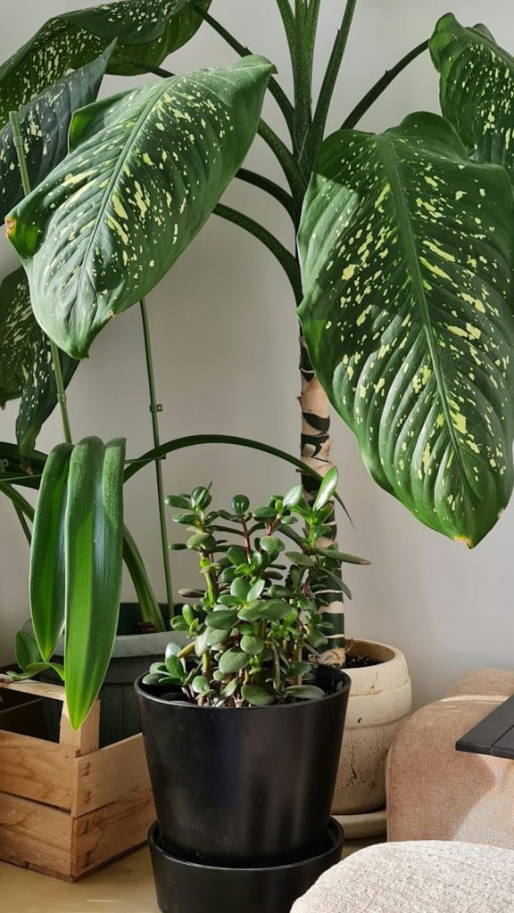 Plant Humidity Tips India How to Grow: Complete Visual Guide