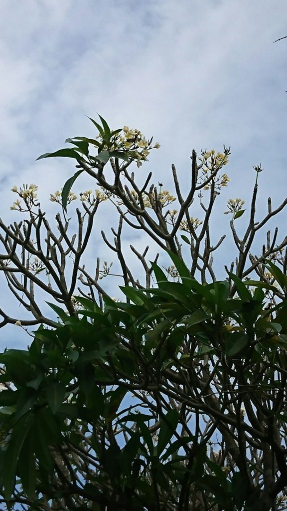 Frangipani Shrub Benefits: Complete Visual Guide