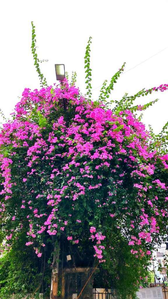 Hibiscus Plant Care India: Complete Growing Guide 2026 Uses: Complete Visual Guide