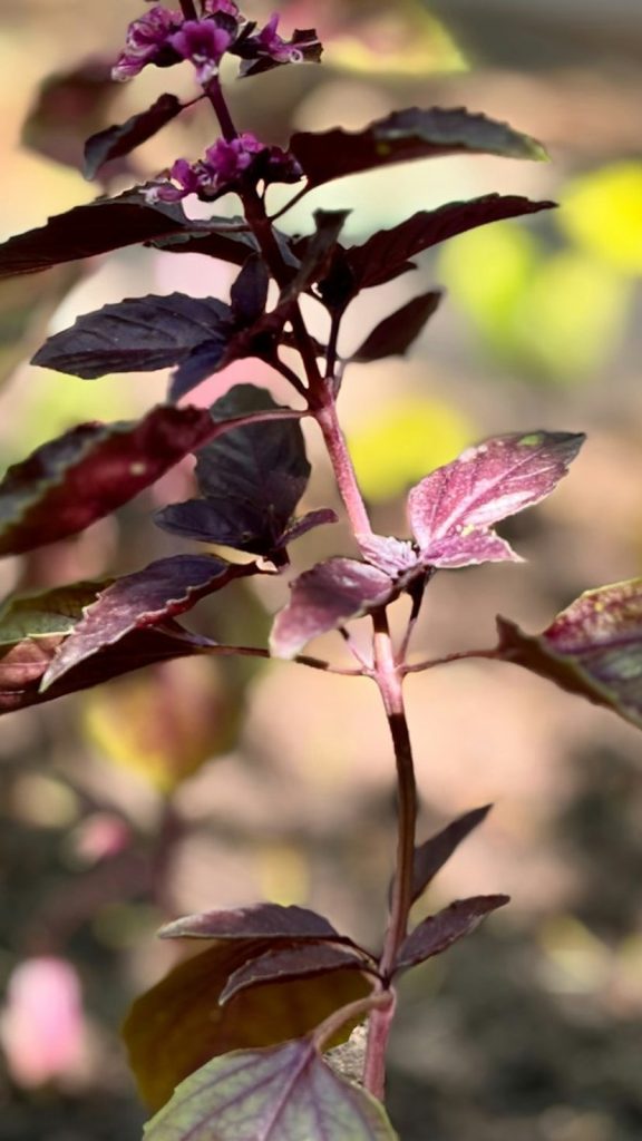 Vana Tulsi Care Tips: Complete Visual Guide