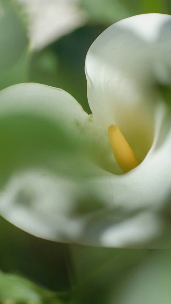 Calla Lily Uses: Complete Visual Guide