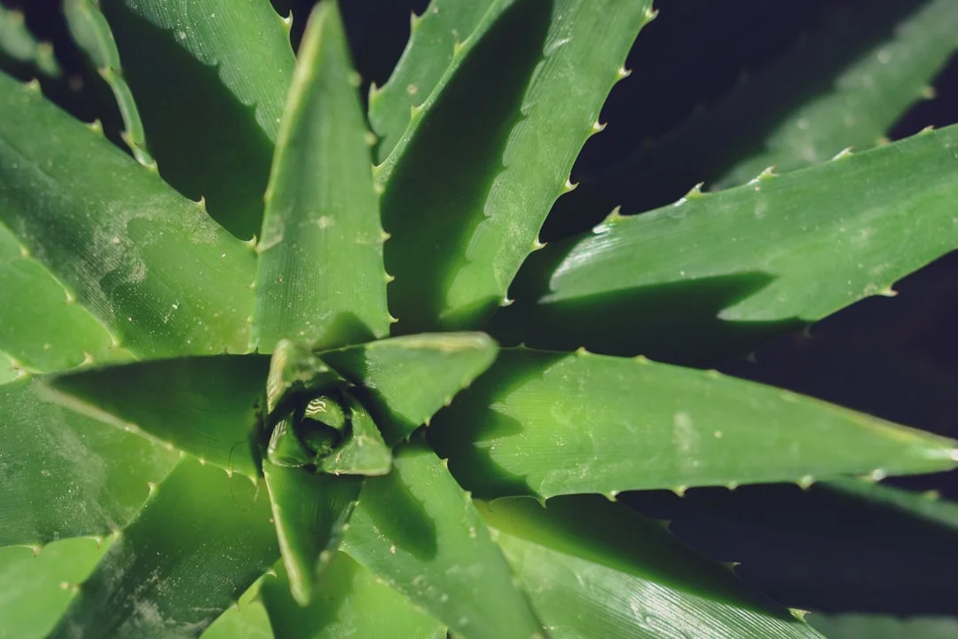 Aloe Vera plant growing in terracotta pot at home — how to care for aloe vera