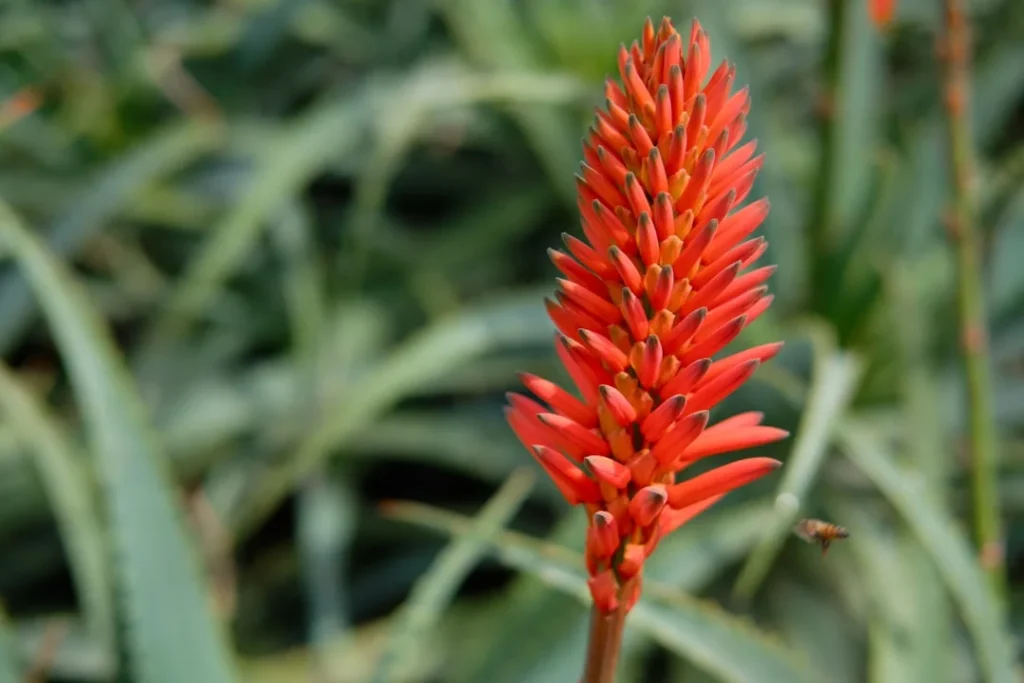 Aloe Vera plant growing in terracotta pot at home
