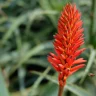 Aloe Vera plant growing in terracotta pot at home