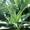 Aloe Vera Care Guide: Grow Healthy Plants Anywhere (2026) plant garden