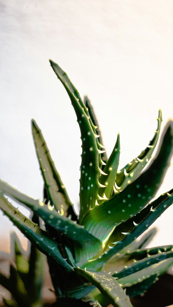 Aloe Vera Plant Benefits: Complete Care Guide 2026 Amazing Facts: Complete Visual Guide