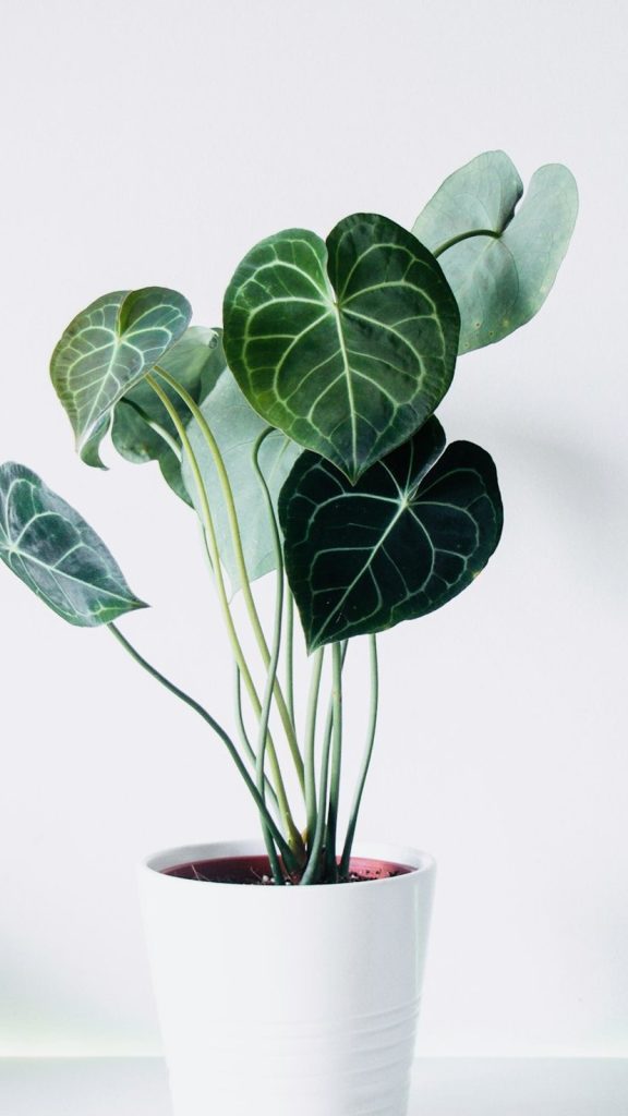 green plant on white ceramic pot