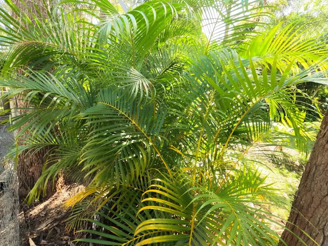 Areca Palm plant growing in terracotta pot at home — areca palm benefits indoors
