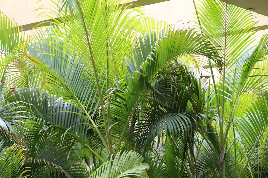 Areca Palm plant growing in terracotta pot at home — areca palm benefits indoors