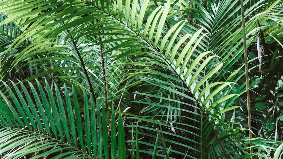 Areca Palm plant growing in terracotta pot at home — areca palm benefits indoors