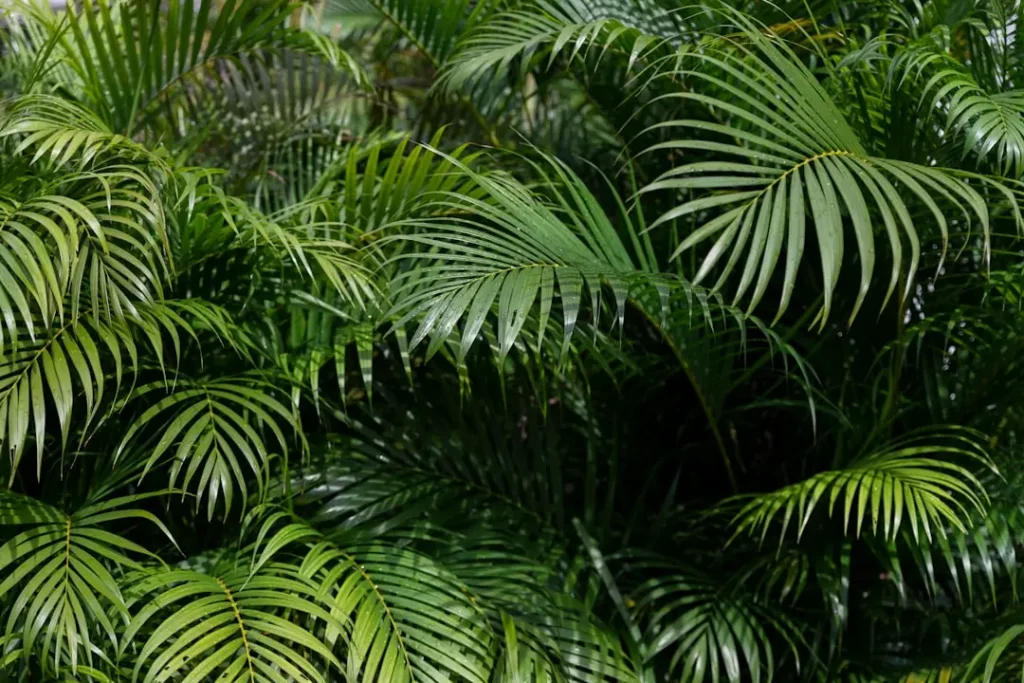 Areca Palm plant growing in terracotta pot at home